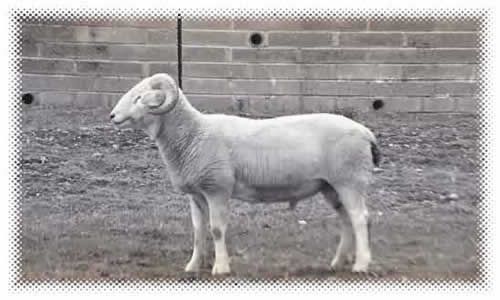 lam ram for sale